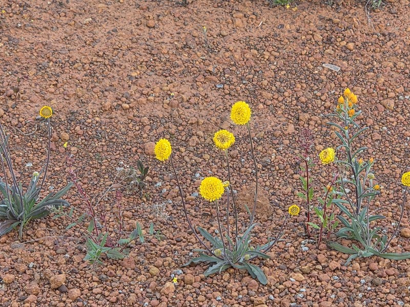 Myriocephalus guerinae photo 4