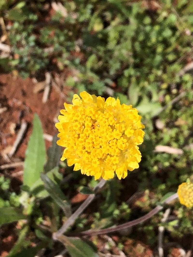Myriocephalus guerinae photo 5