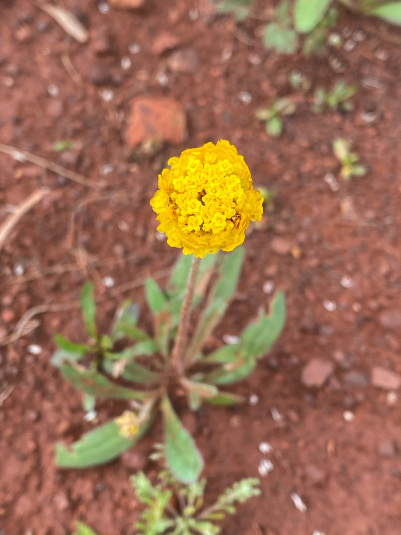 Myriocephalus guerinae photo 6