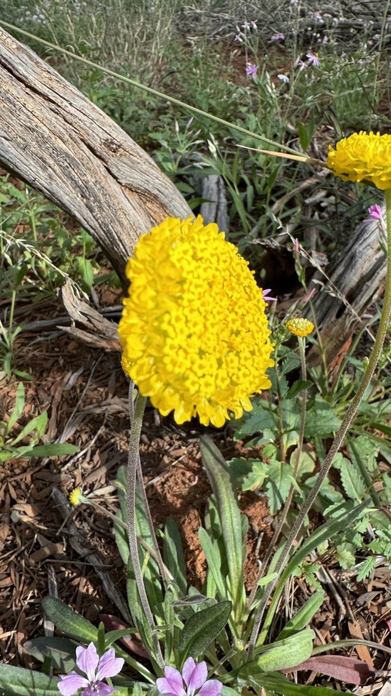 Myriocephalus guerinae photo 7