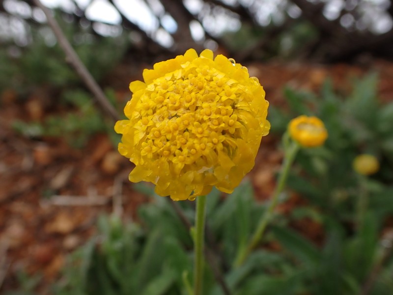 Myriocephalus guerinae photo 8