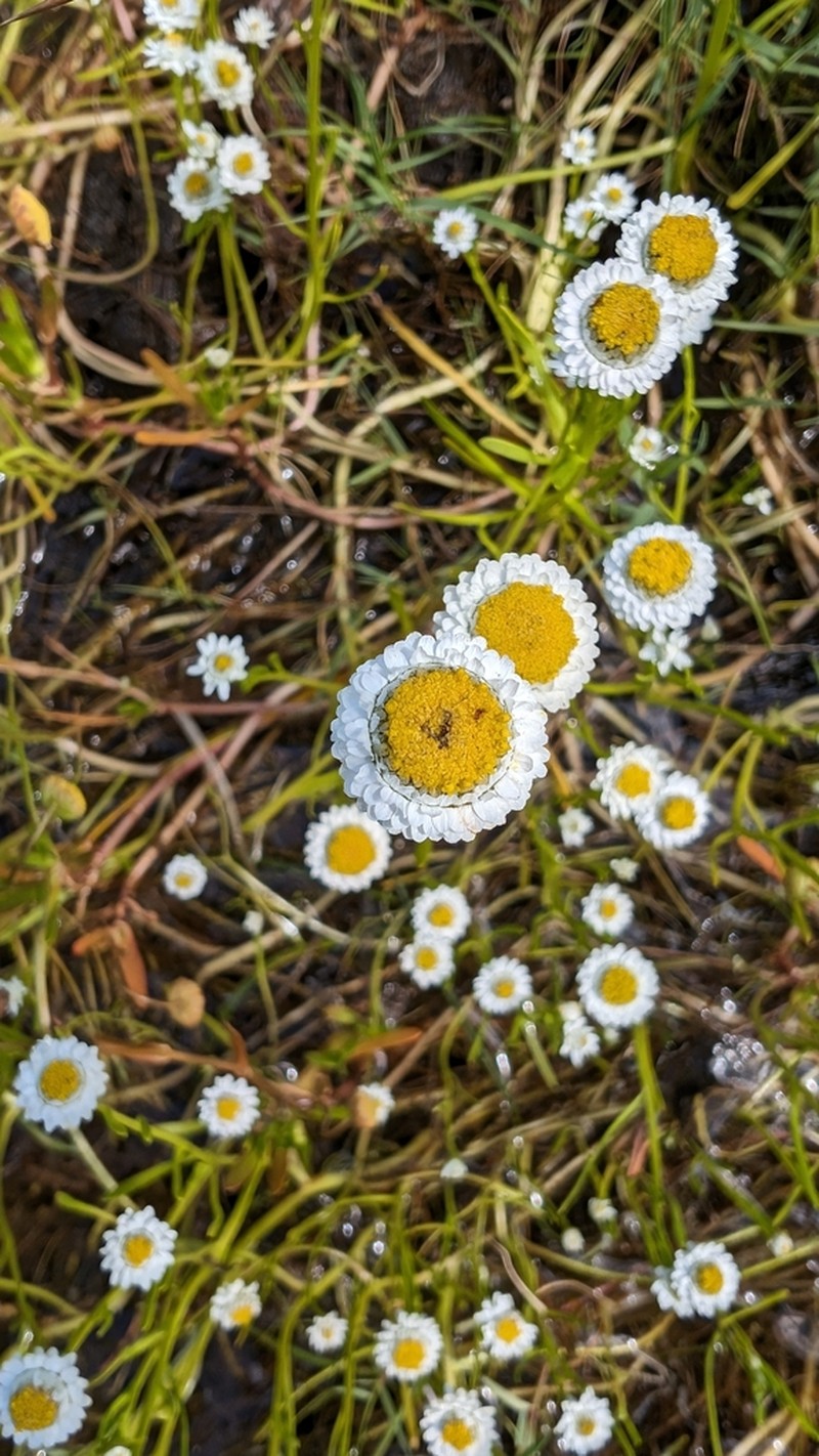 Myriocephalus helichrysoides