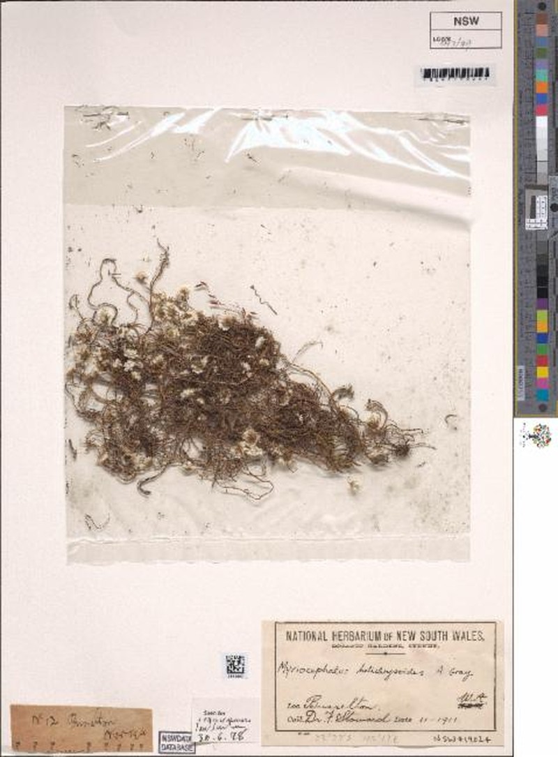 Myriocephalus helichrysoides photo 2