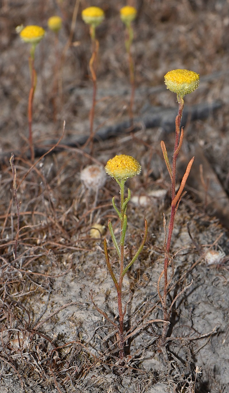 Myriocephalus nudus