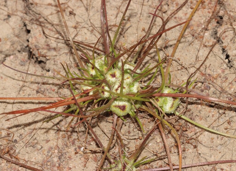 Myriocephalus occidentalis