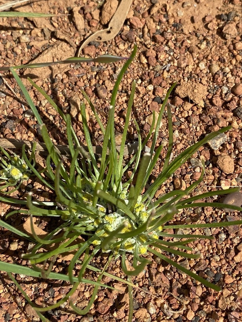 Myriocephalus occidentalis photo 2