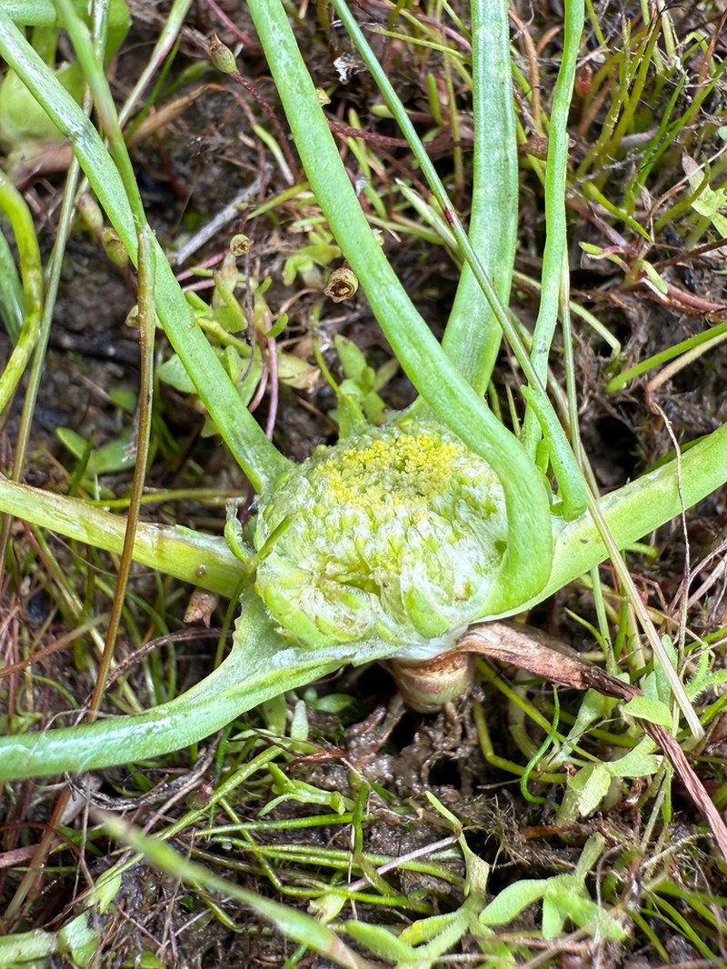 Myriocephalus occidentalis photo 3