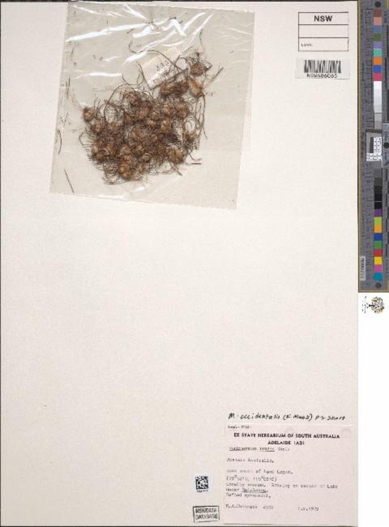 Myriocephalus occidentalis photo 6