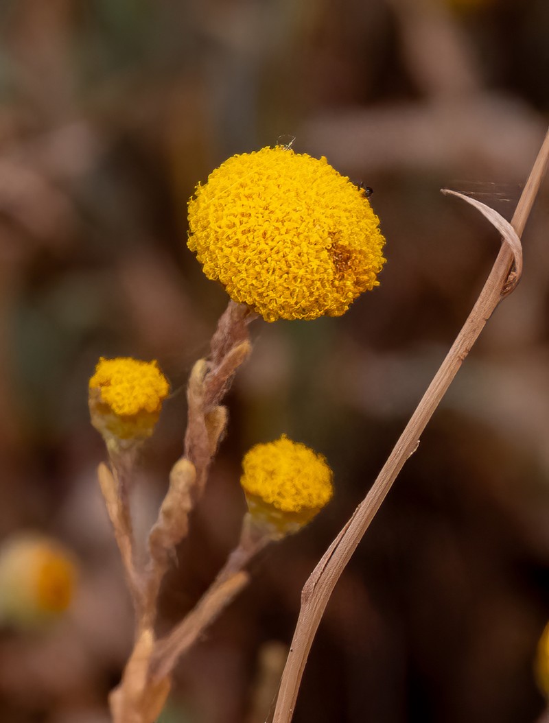 Myriocephalus oldfieldii