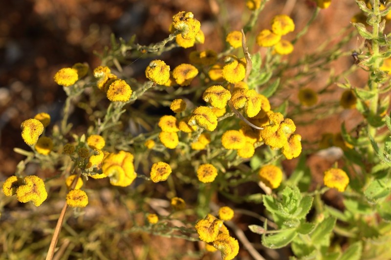 Myriocephalus oldfieldii photo 2