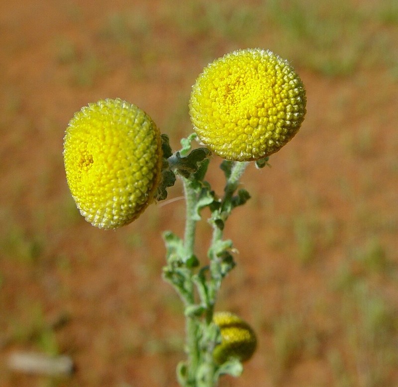 Myriocephalus oldfieldii photo 4