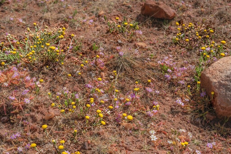 Myriocephalus oldfieldii photo 5