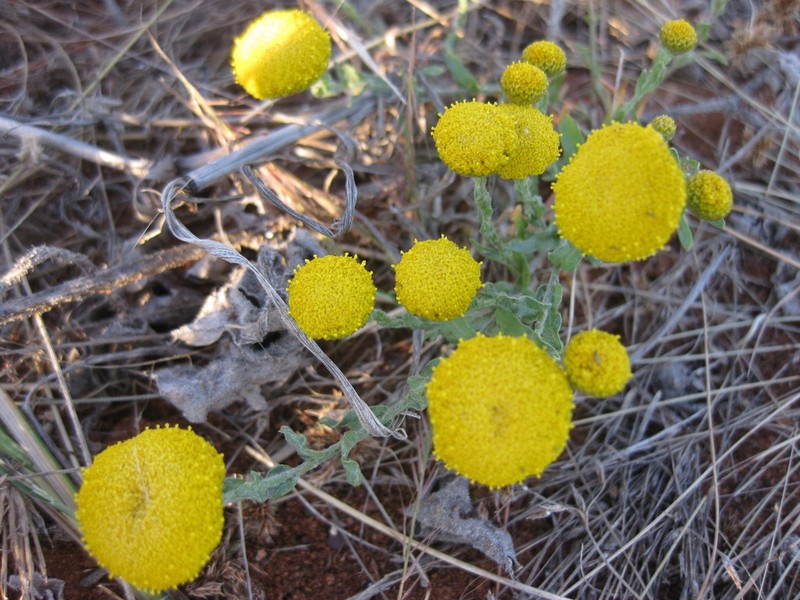 Myriocephalus oldfieldii photo 6