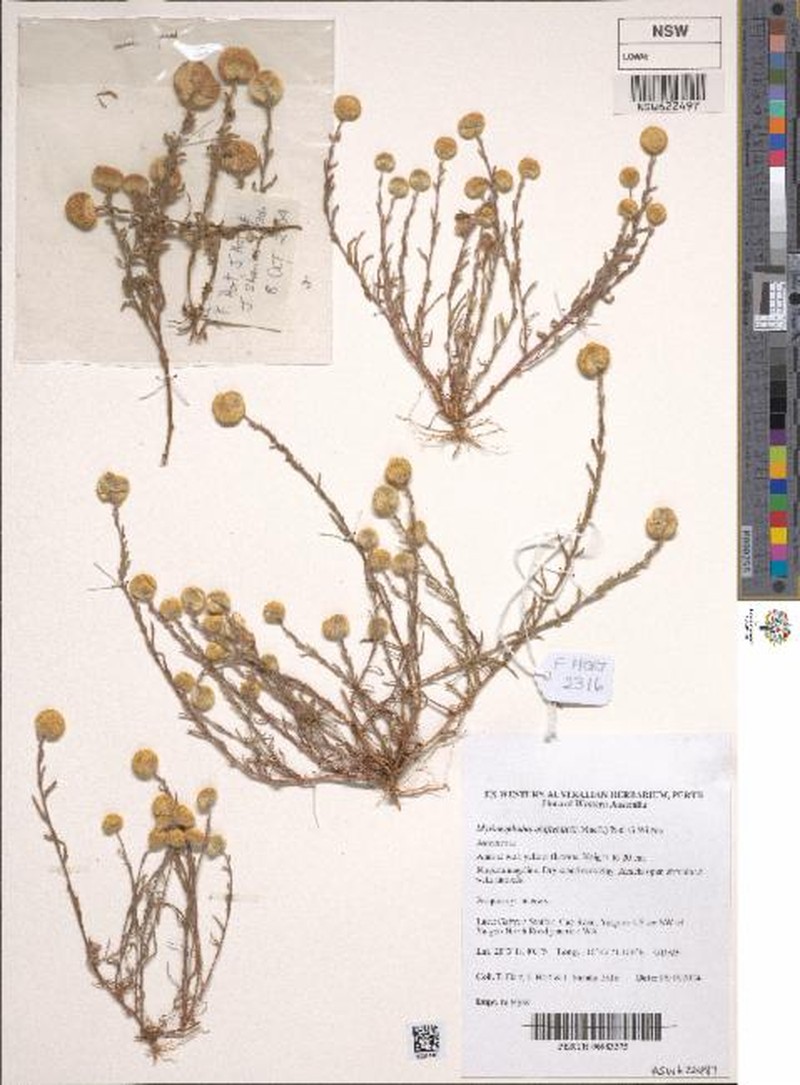 Myriocephalus oldfieldii photo 8