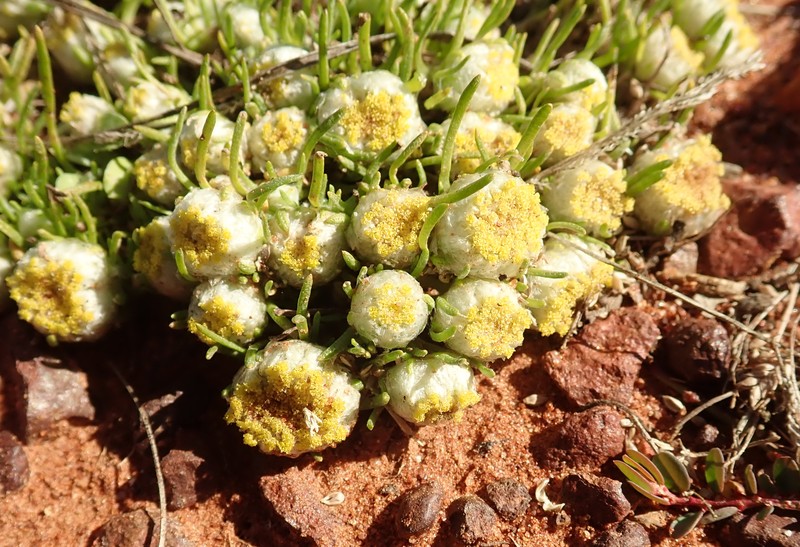 Myriocephalus pluriflorus
