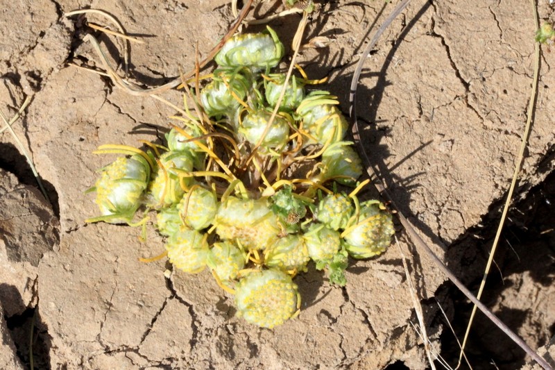 Myriocephalus pluriflorus photo 2