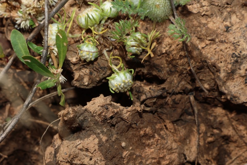Myriocephalus pluriflorus photo 3