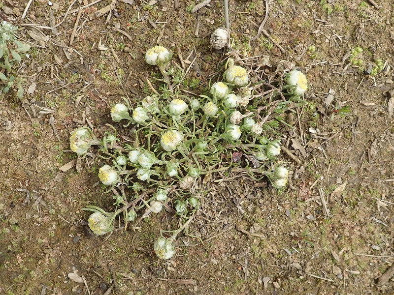 Myriocephalus pluriflorus photo 4