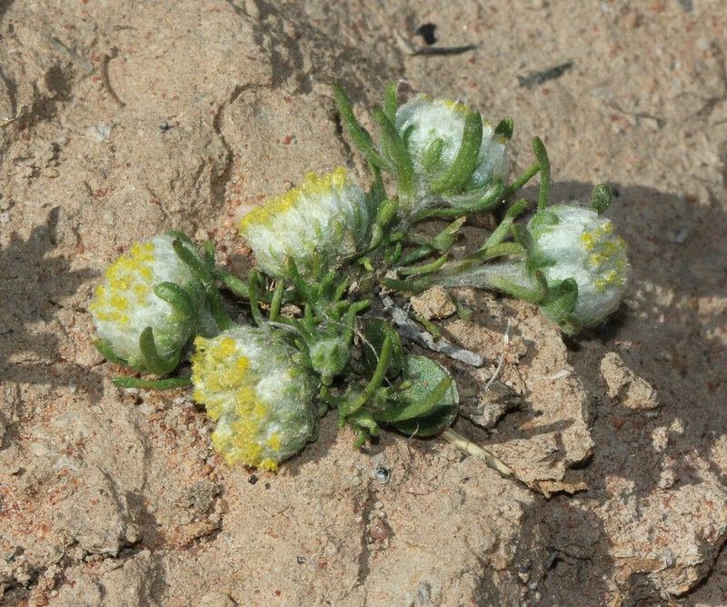 Myriocephalus pluriflorus photo 5