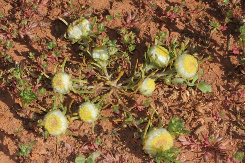 Myriocephalus pluriflorus photo 6