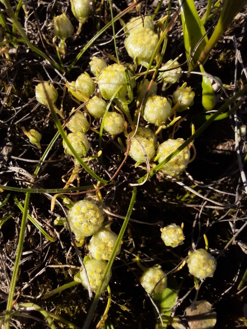 Myriocephalus pluriflorus photo 7