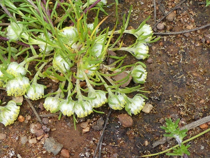 Myriocephalus pygmaeus