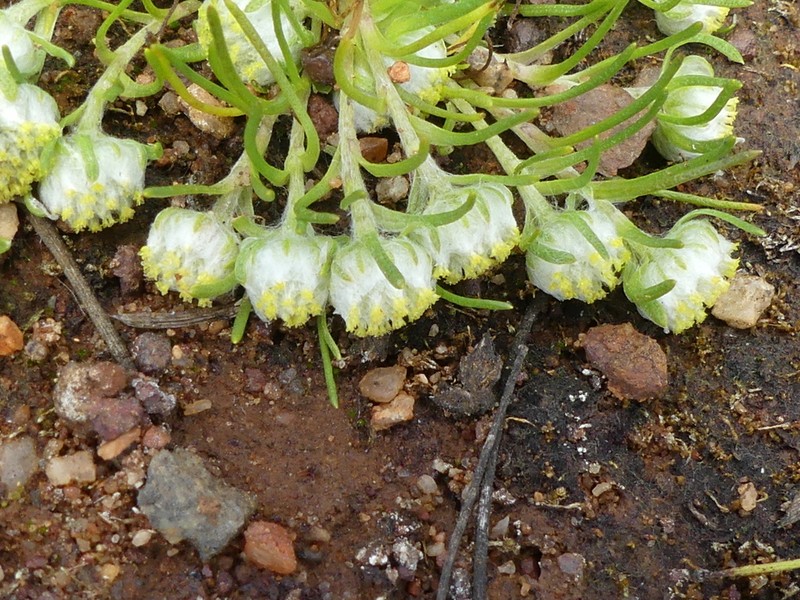 Myriocephalus pygmaeus photo 2