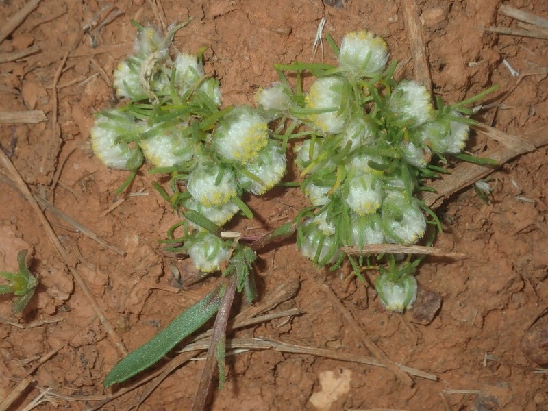 Myriocephalus pygmaeus photo 4