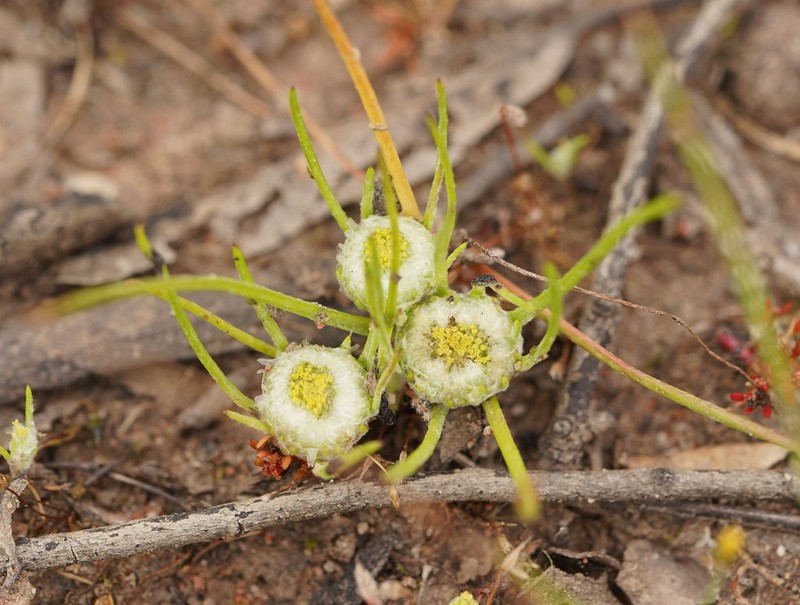 Myriocephalus rhizocephalus