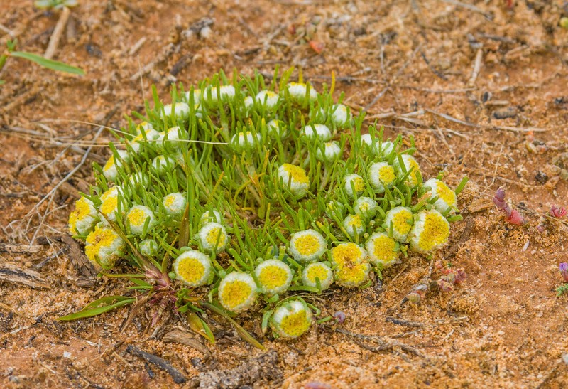 Myriocephalus rhizocephalus photo 2