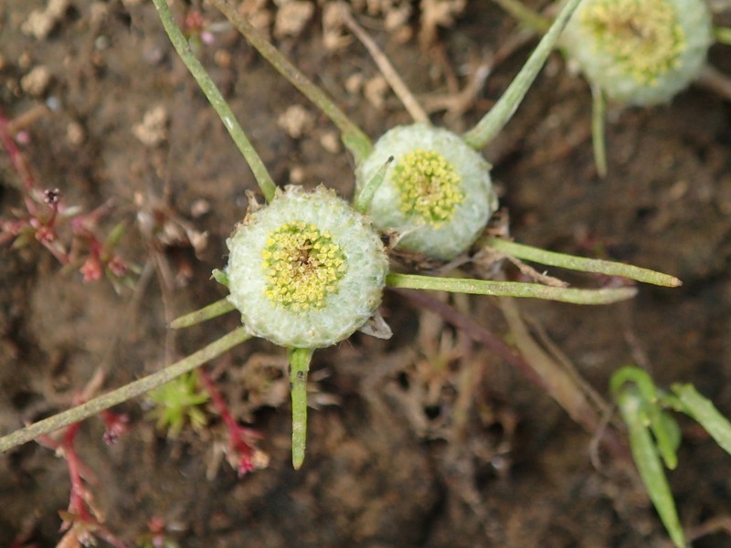 Myriocephalus rhizocephalus photo 3