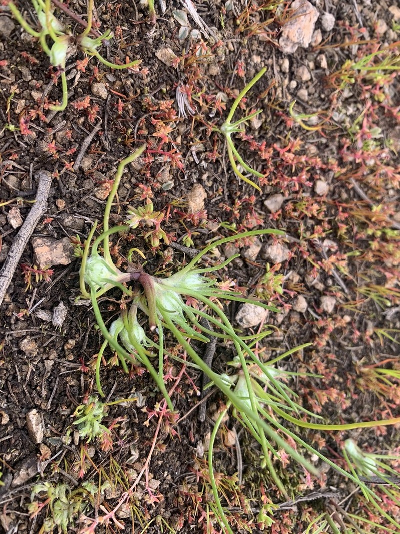 Myriocephalus rhizocephalus photo 4