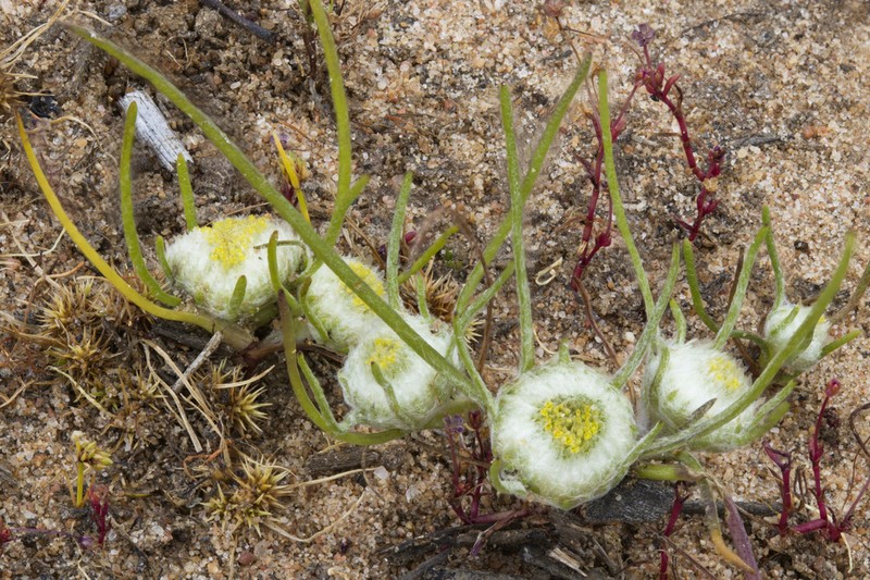Myriocephalus rhizocephalus photo 5