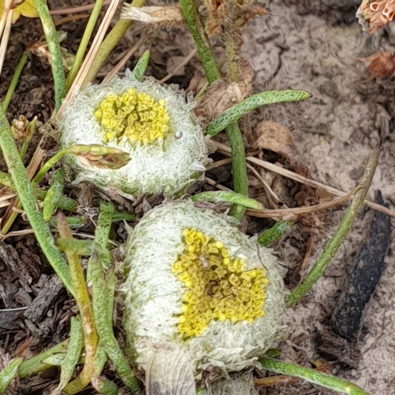 Myriocephalus rhizocephalus photo 6