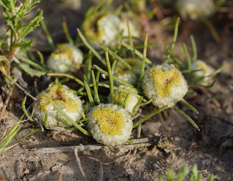 Myriocephalus rhizocephalus photo 8