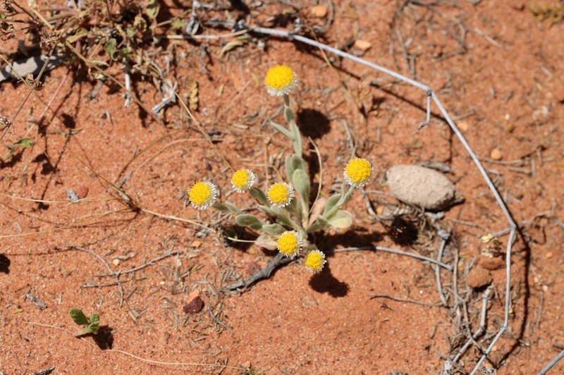 Myriocephalus rudallii
