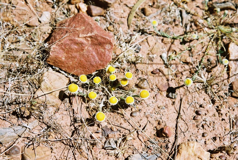 Myriocephalus rudallii photo 2