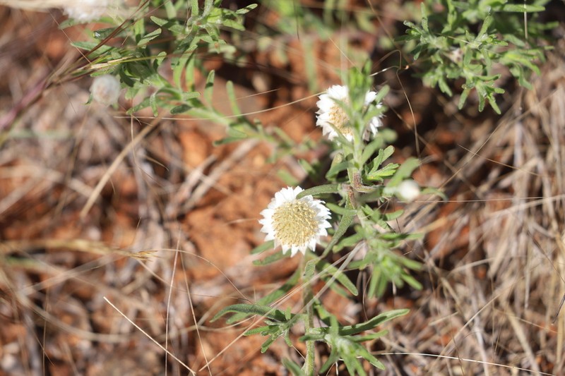 Myriocephalus rudallii photo 3