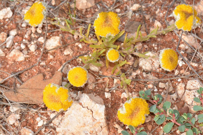 Myriocephalus rudallii photo 4