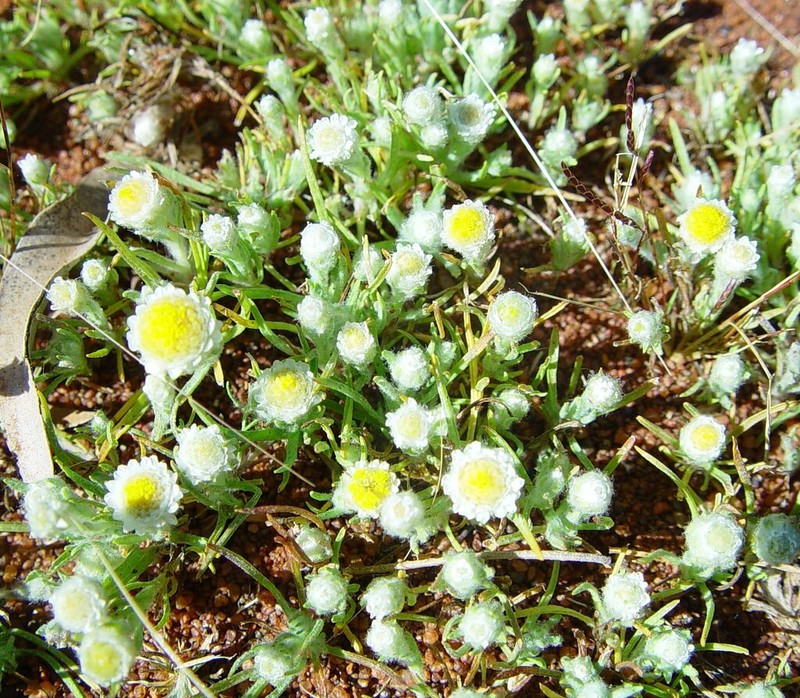 Myriocephalus rudallii photo 5