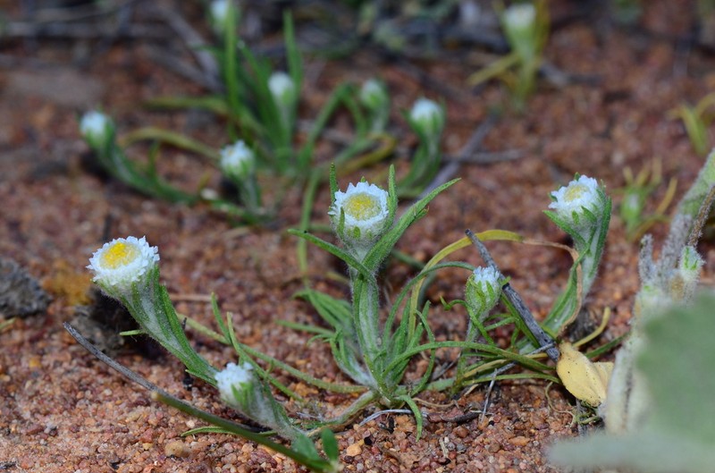 Myriocephalus rudallii photo 6