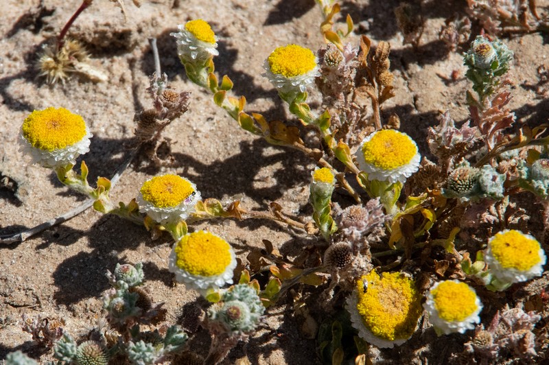 Myriocephalus rudallii photo 7
