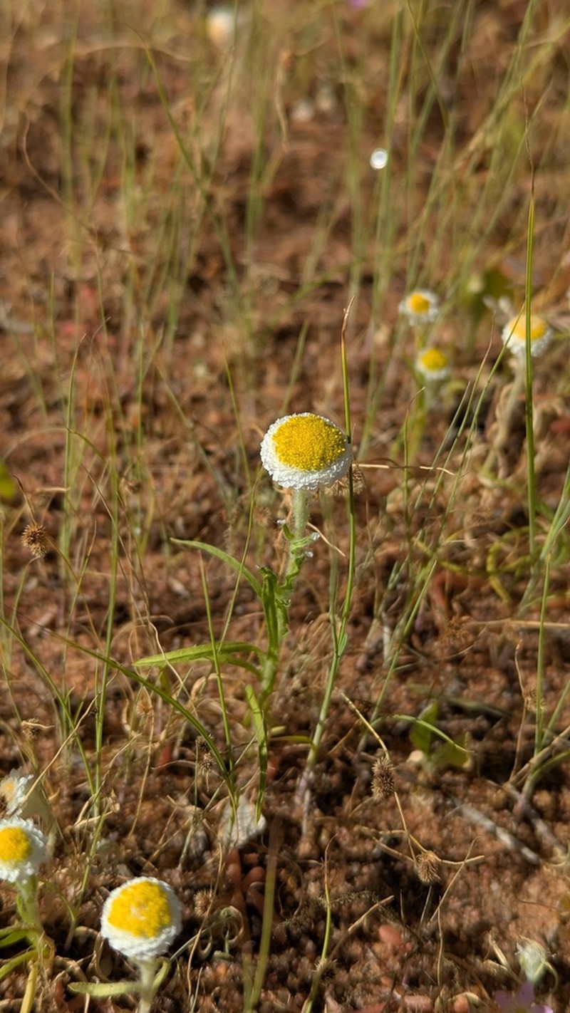 Myriocephalus rudallii photo 8