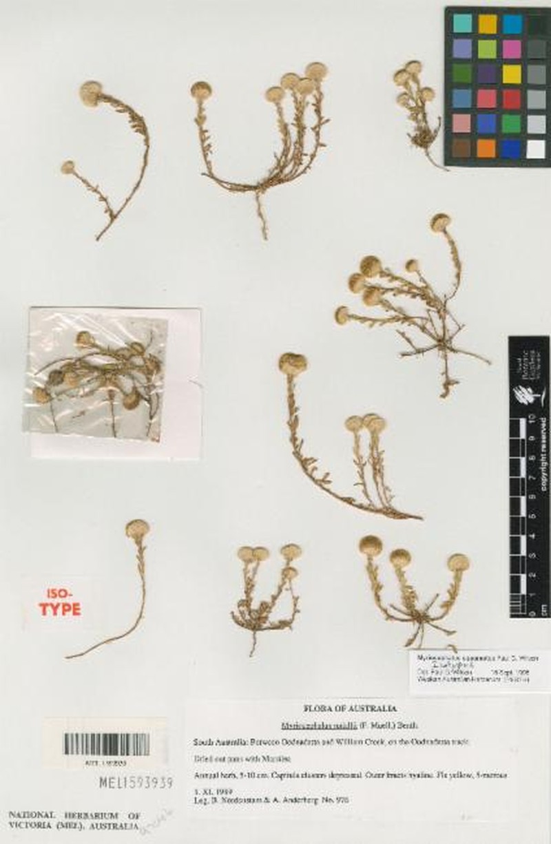 Myriocephalus squamatus