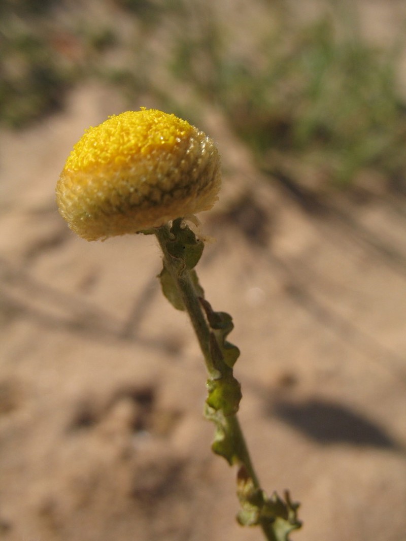 Myriocephalus walcottii