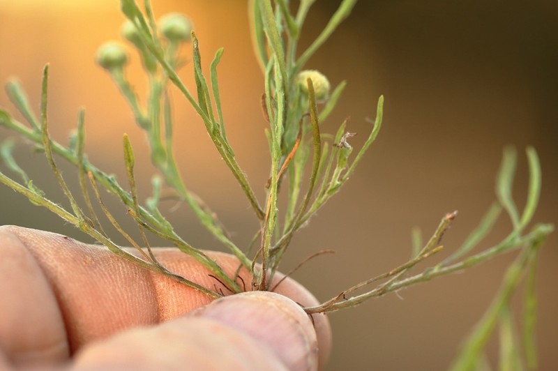 Myriocephalus walcottii photo 2