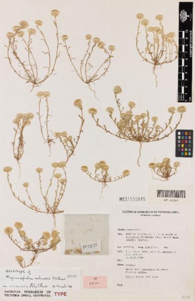 Myriocephalus walcottii photo 4