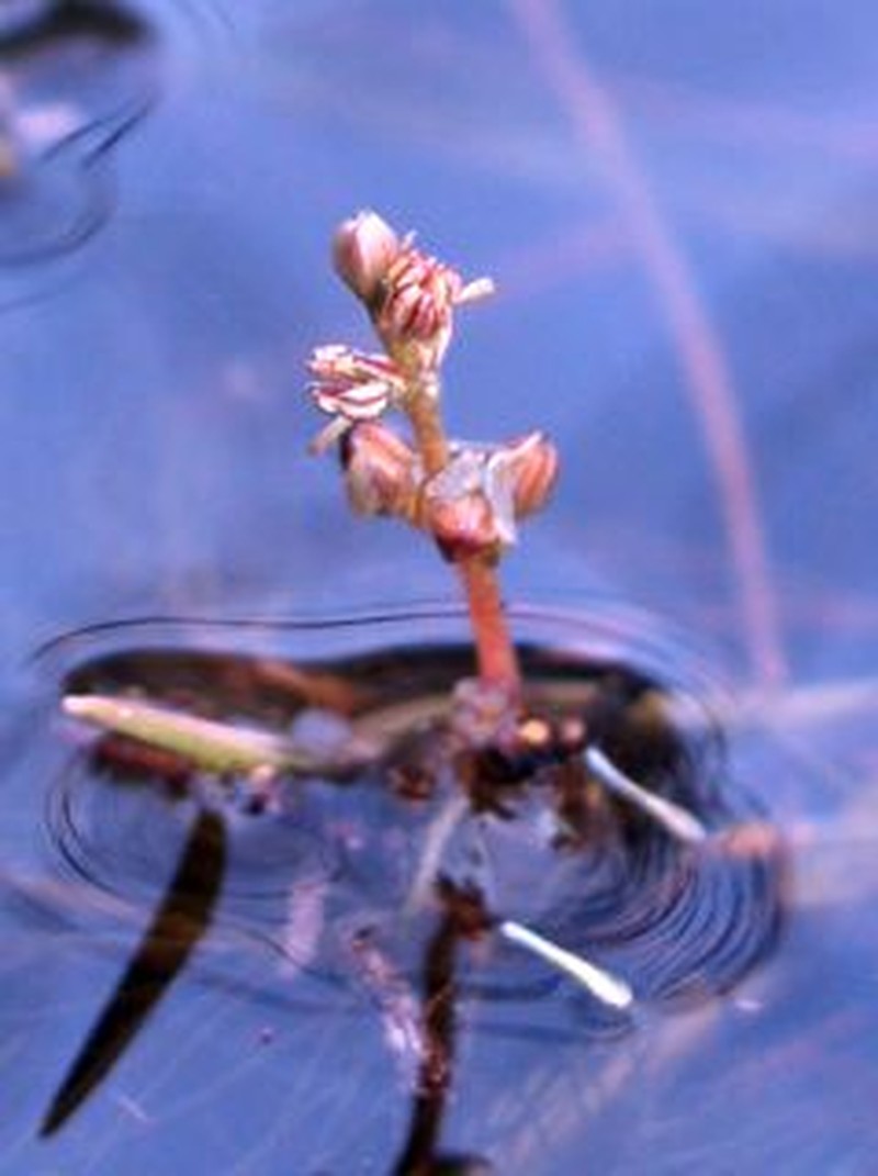 Alternateflower Watermilfoil