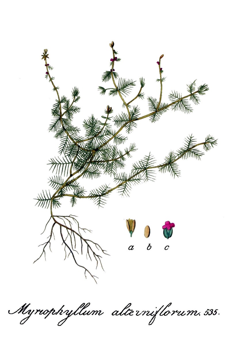 Alternateflower Watermilfoil photo 2