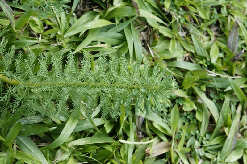 Alternateflower Watermilfoil photo 3